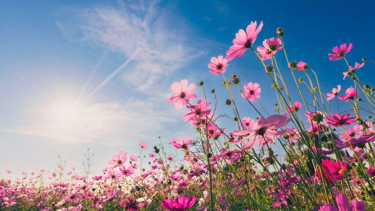 Primavera: tempo quente e seco deve continuar ao longo da estação