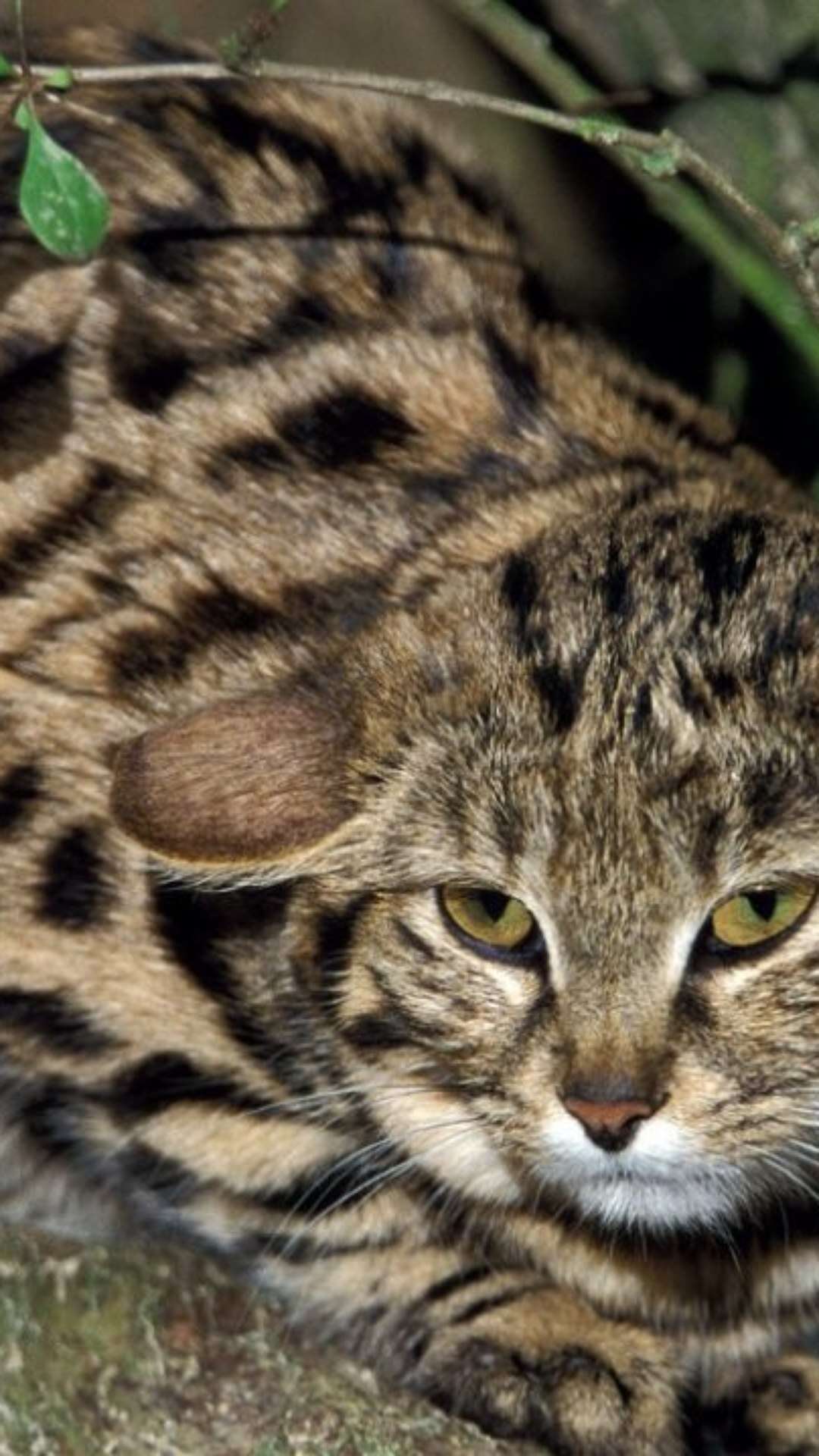 Conheça 3 raças de gatos extintas e outras que podem deixar de existir