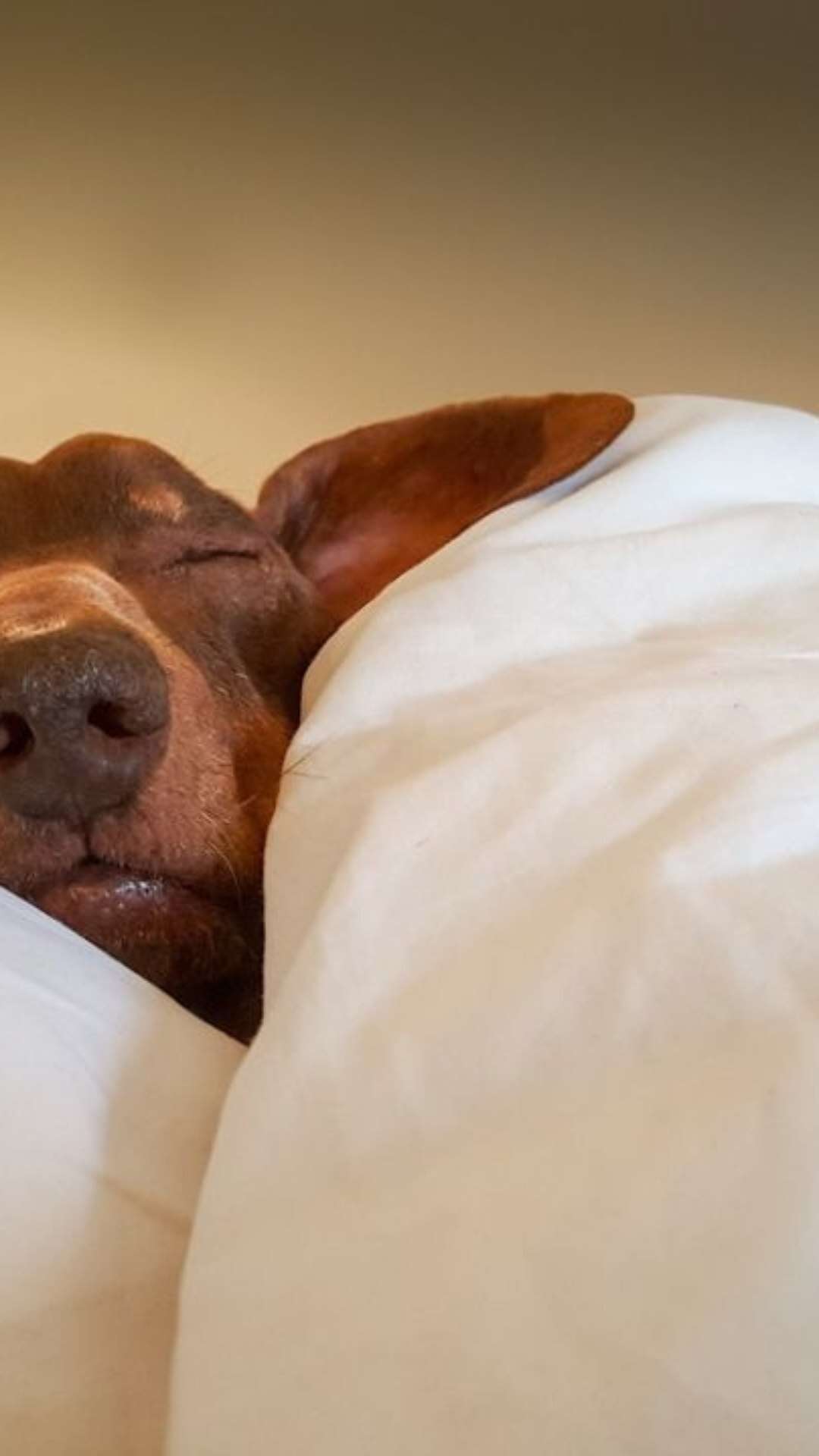 Cachorro e gato podem dormir na cama dos donos? Especialista esclarece