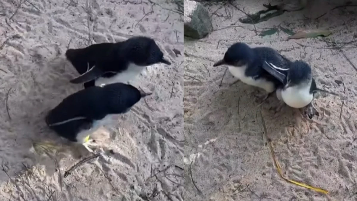 Filhotes de pinguins encantam a web ao serem flagrados brincando
