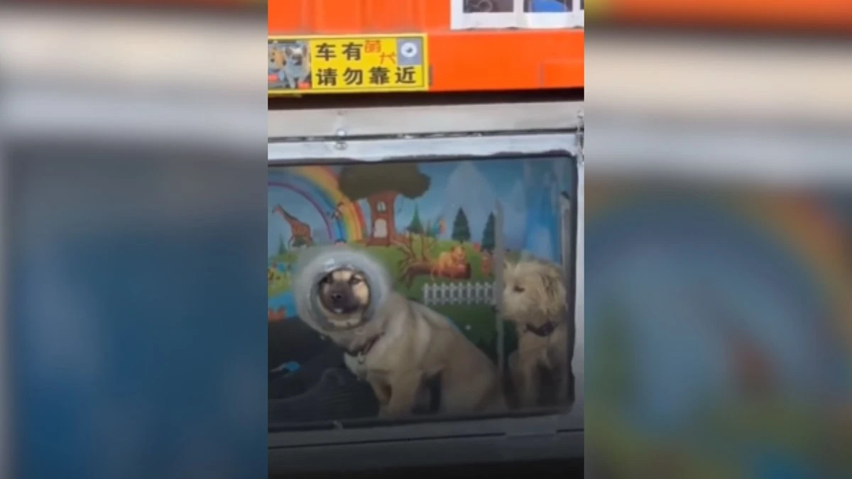 Caminhoneiro constrói casinhas em caminhão para levar pets; vídeo