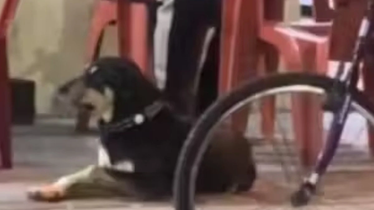 Cão fujão vira 