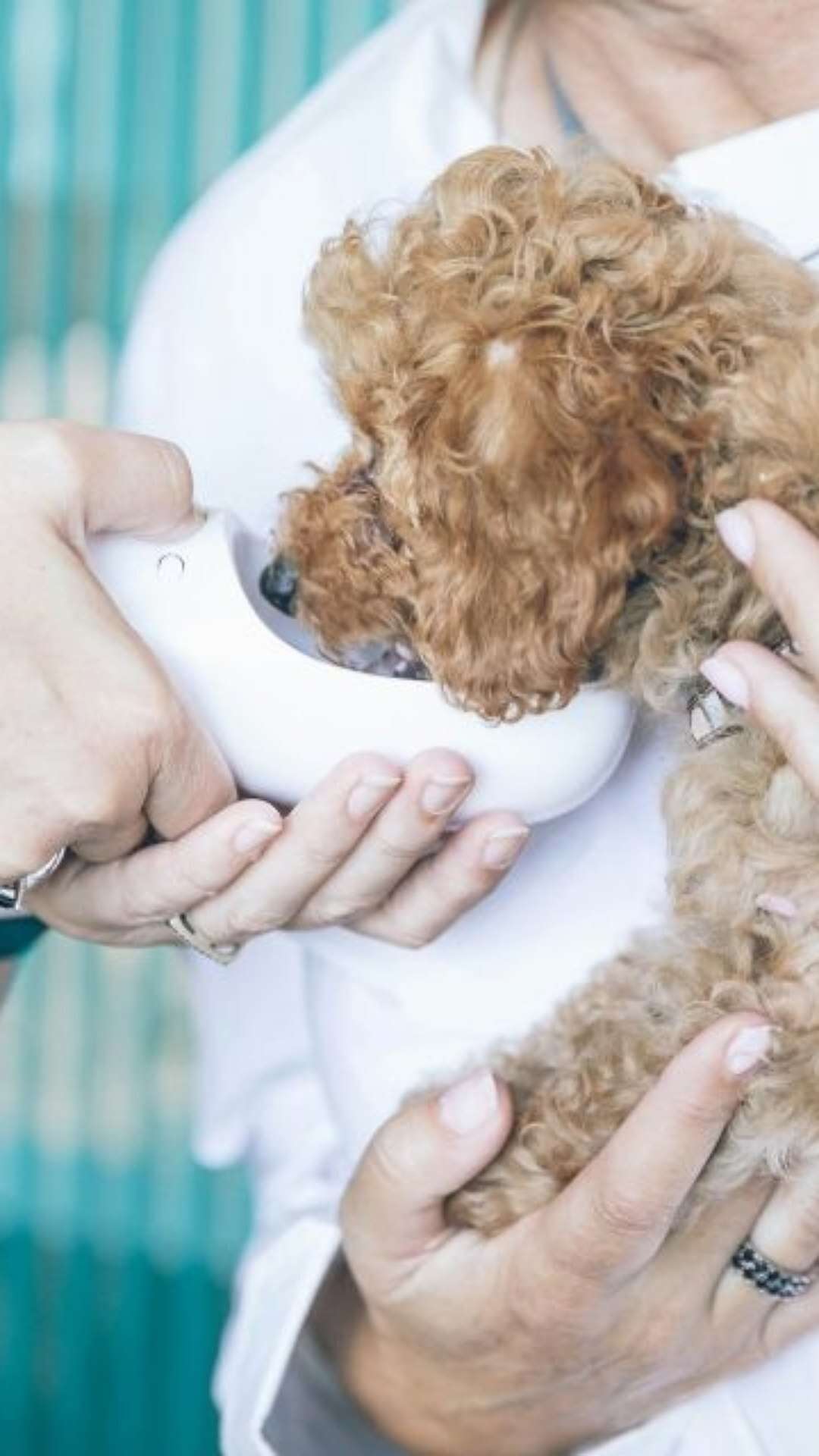 Tem pet em casa? Saiba quais cuidados tomar com a saúde deles em tempos de seca