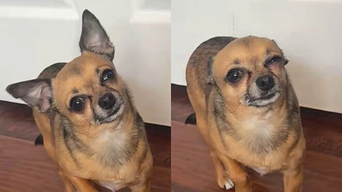 Chihuahua finge estar doente para não ficar sozinho e viraliza