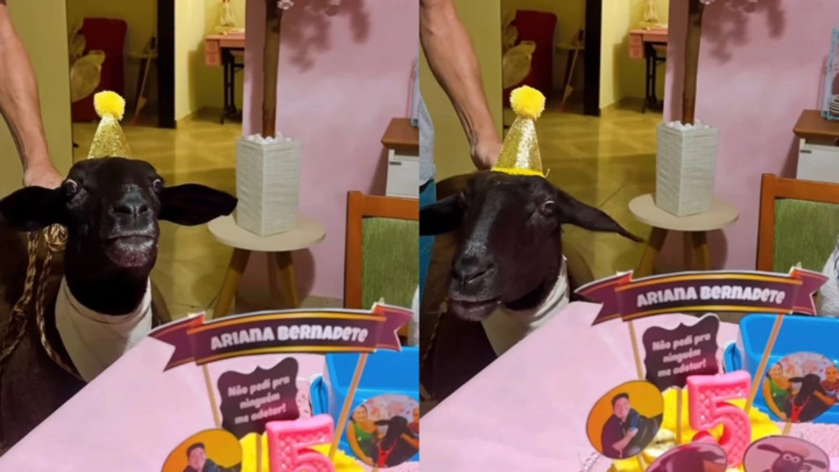 Ovelha completa 5 anos e ganha festa com convidados: Quanto amor