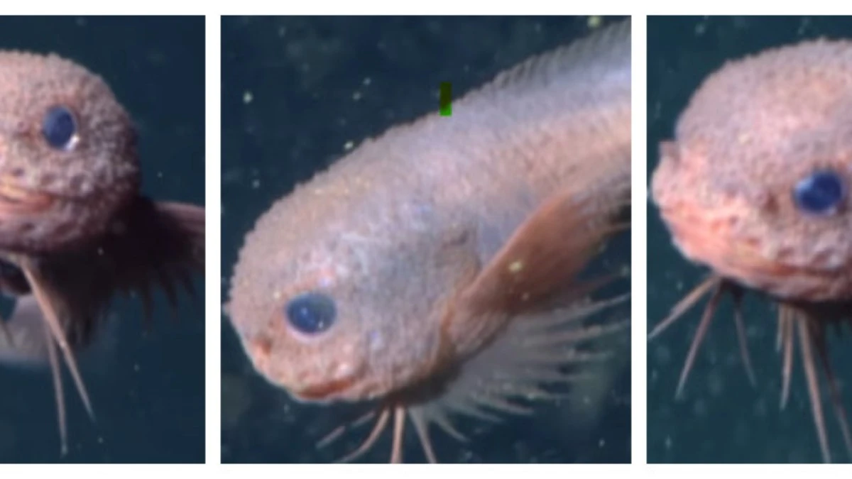 Tecnologia ROV descobre nova espécie de peixe-caracol nos EUA