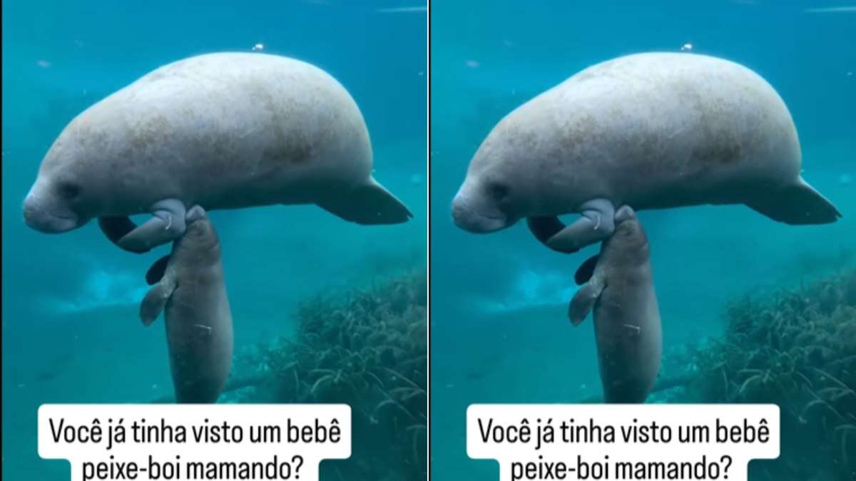 Peixe-boi é flagrado amamentando filhote e encanta web