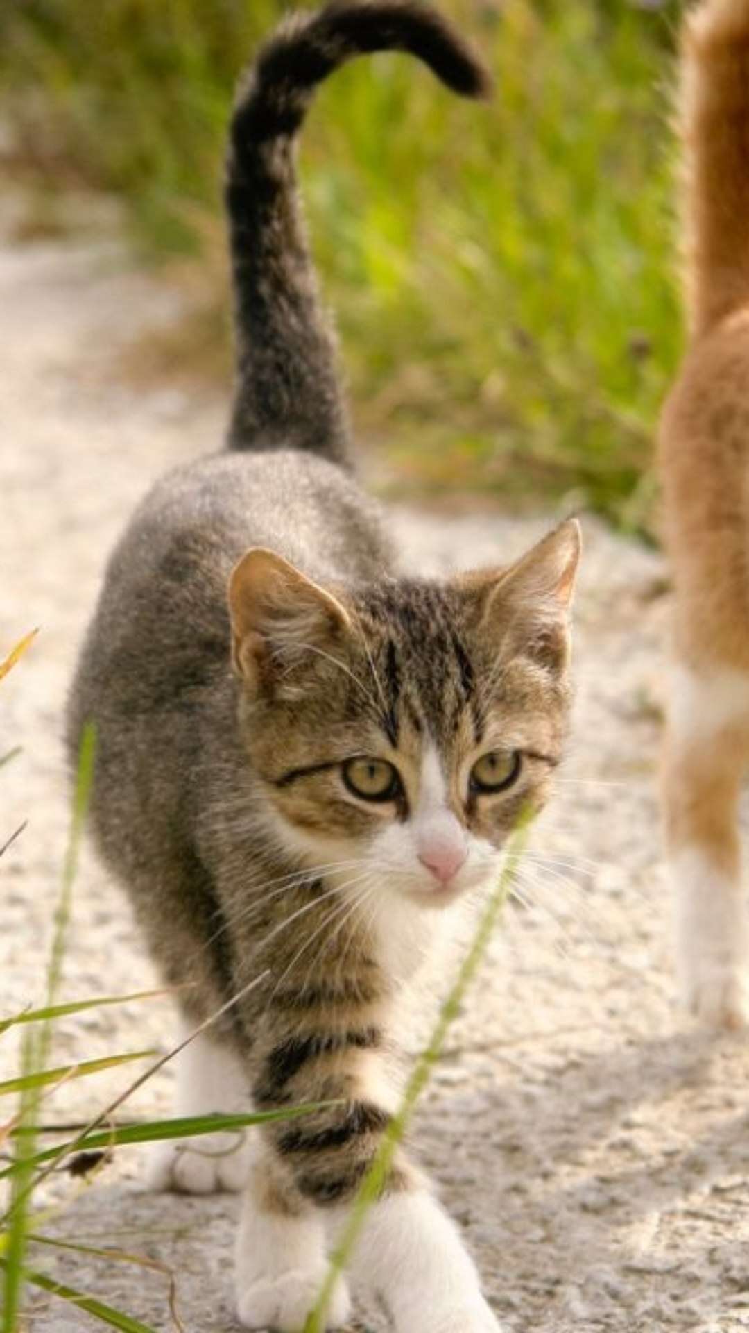 5 raças de gatos mais amadas pelos brasileiros