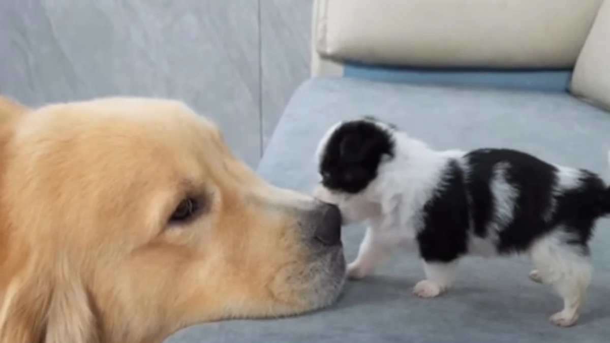 Filhote confunde nariz de cão com brinquedo e encanta web
