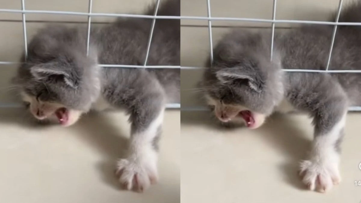 Gato dramático chama atenção na web: 