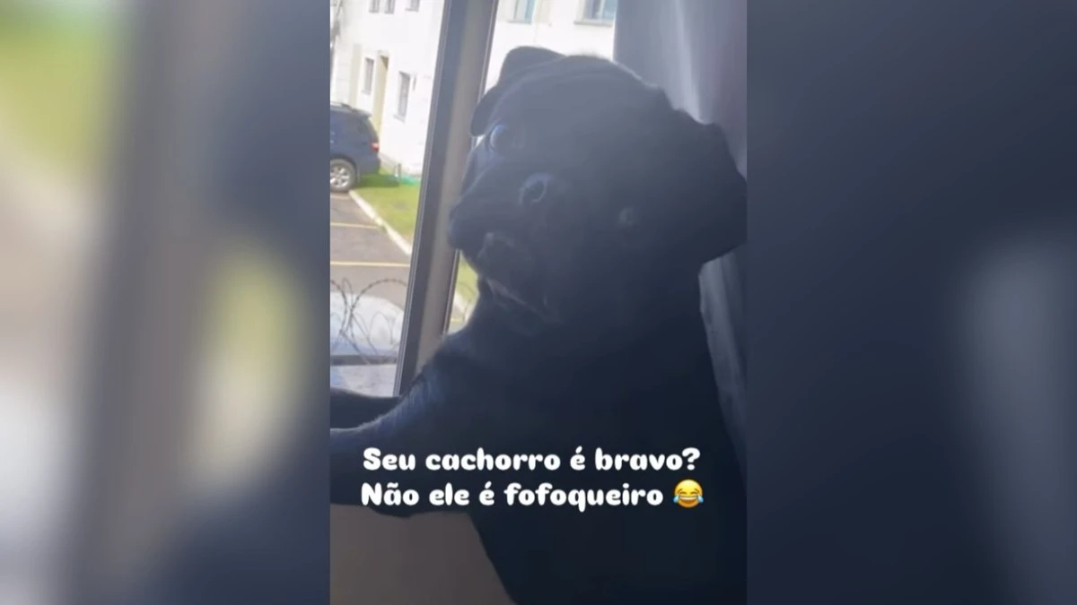 Cachorro fofoqueiro é flagrado espiando a vizinhança pela janela