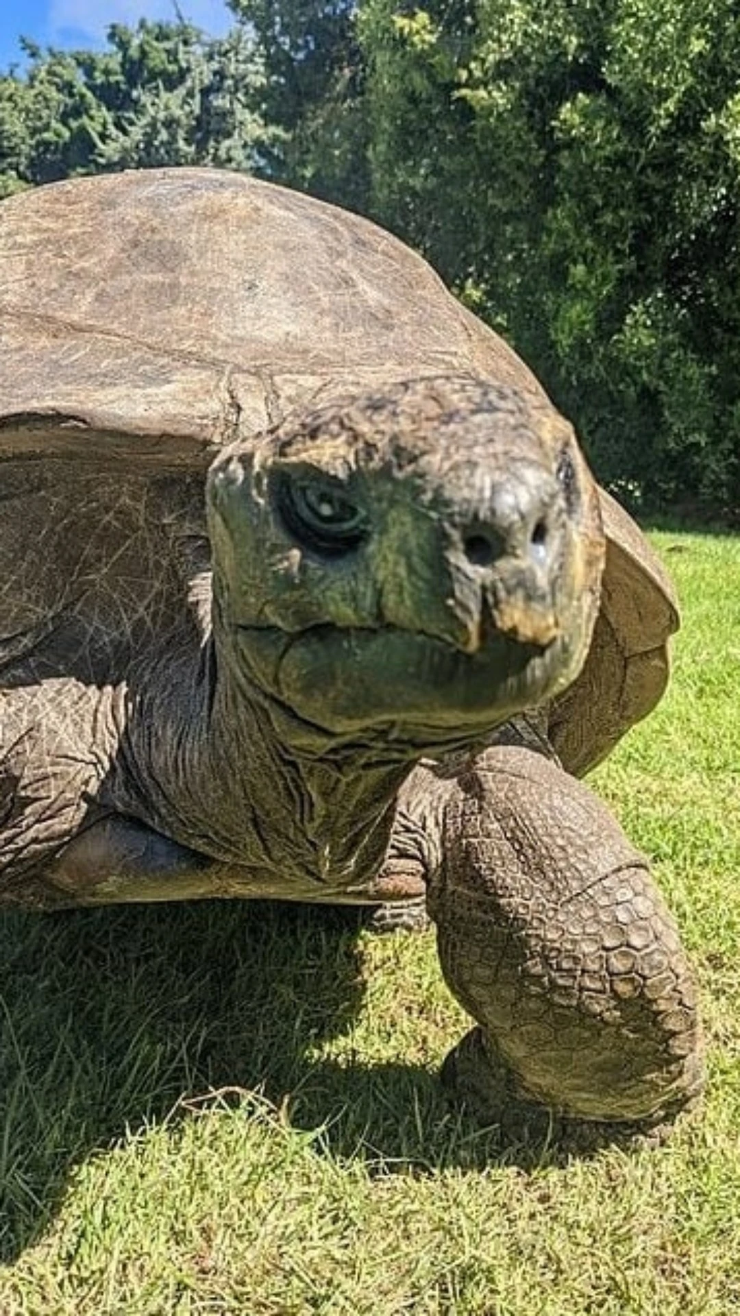 Animal terrestre mais velho do mundo faz aniversário; conheça!