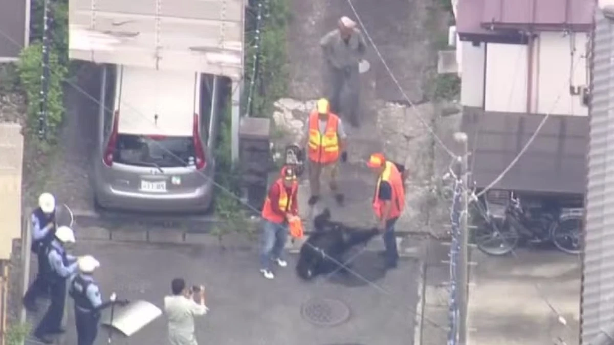 Urso é capturado após três dias de tensão em cidade