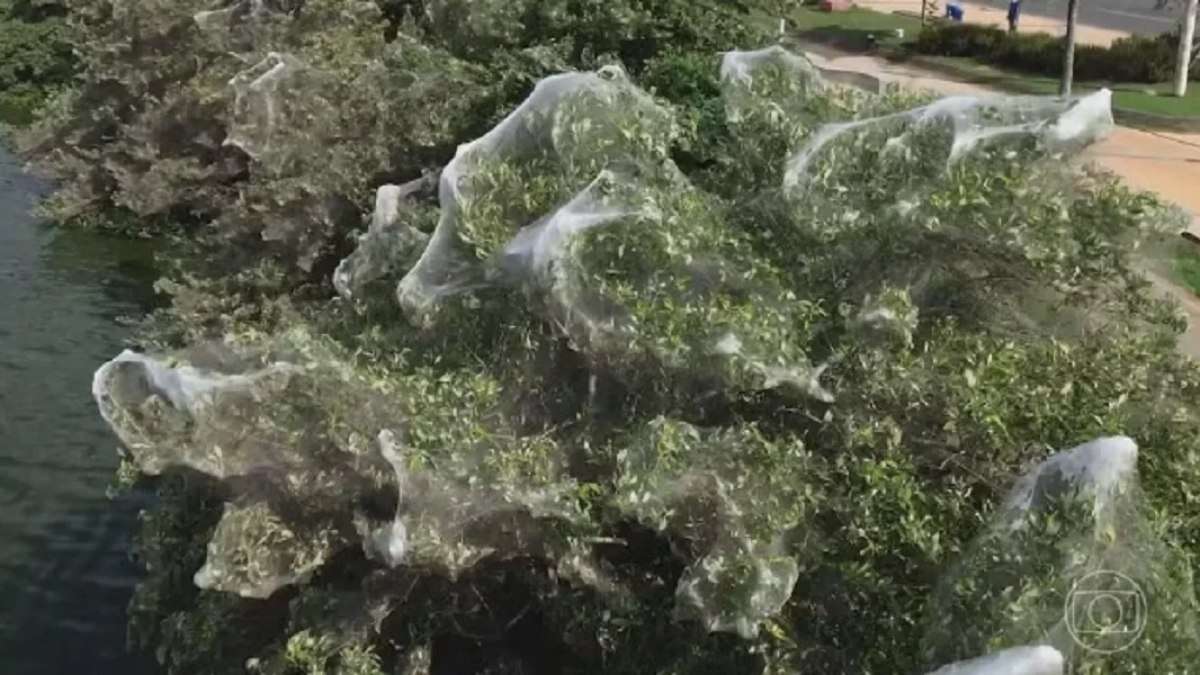 Aranhas se multiplicam e invadem ponto turístico de São Luís, no Maranhão