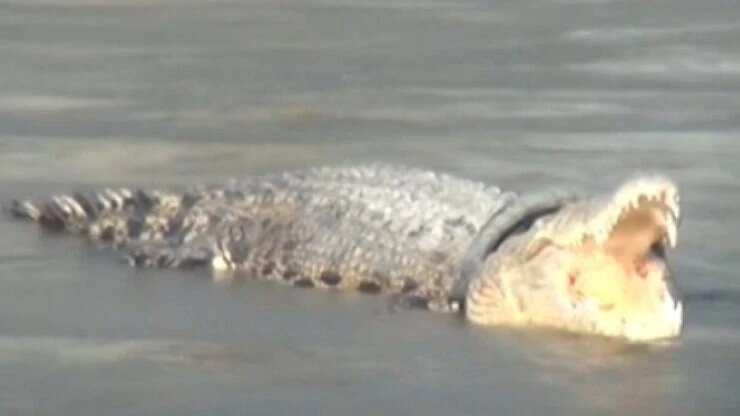 Crocodilos invadem cidade inundada deixando população em pânico; assista vídeos