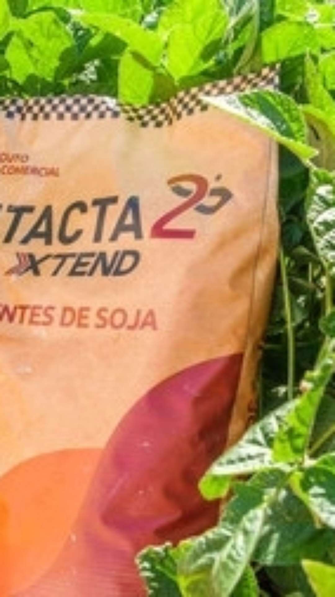 Biotecnologia de soja traz produtividades acima de 100 sacas mesmo em safra com desafios climáticos