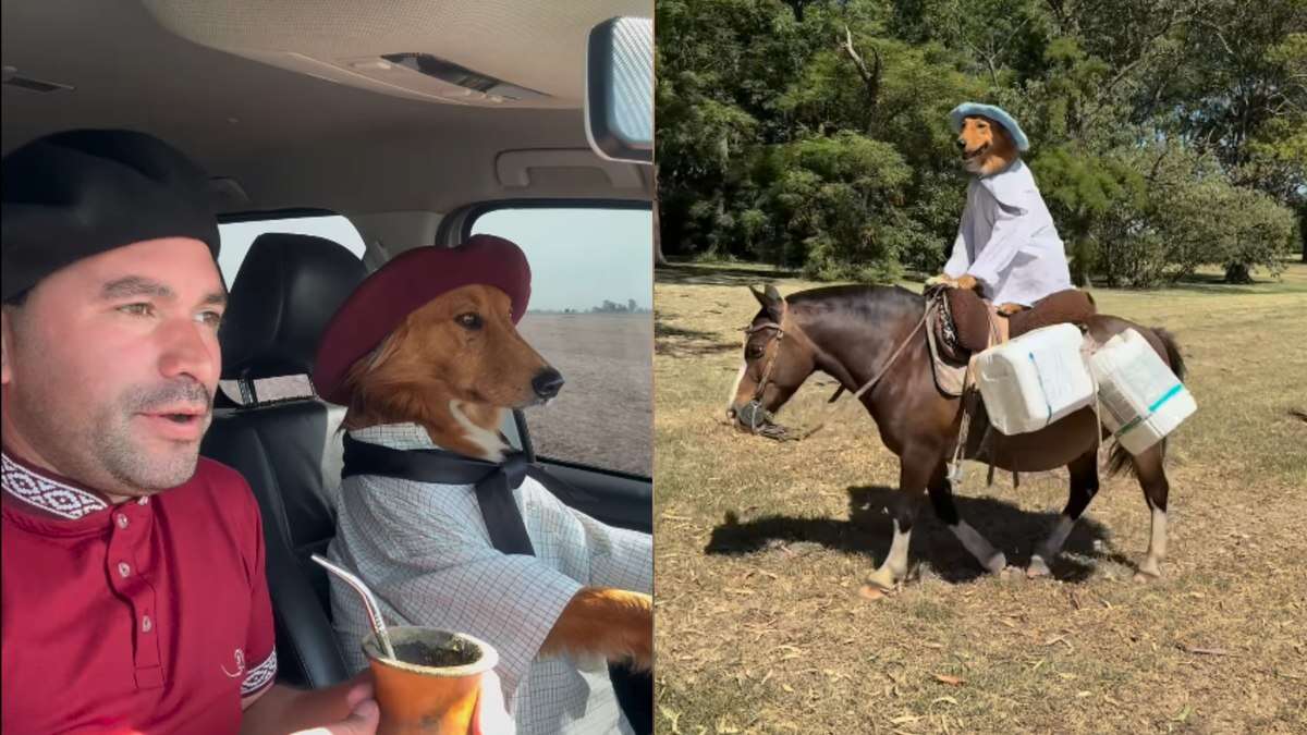 Golden retriever argentino viraliza com perfil que mostra a vida como 'dono de fazenda'