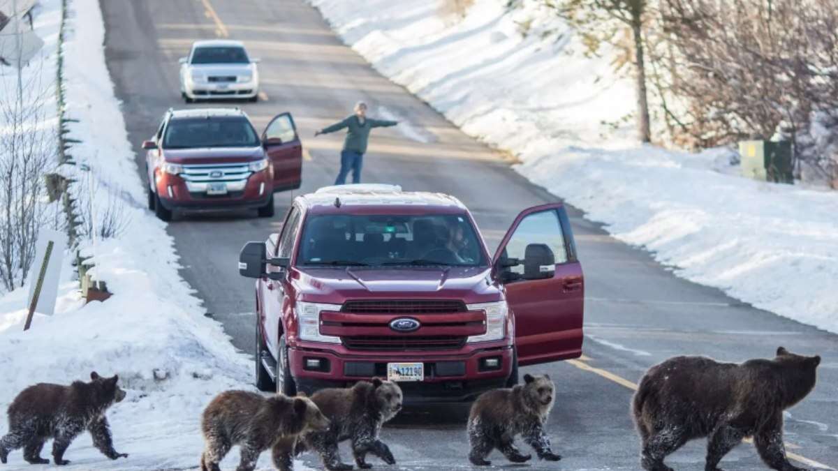 Famosa
fêmea de urso pardo de parque dos Estados Unidos morre atropelada