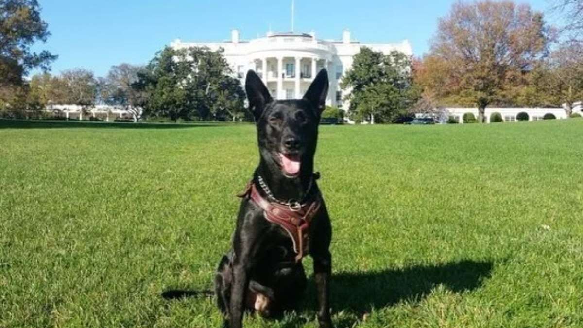 Morre cão herói que protegeu Barack Obama na Casa Branca