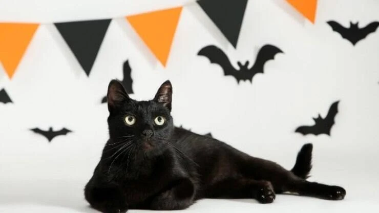 Gatos pretos não dão azar: confira esse e outros mitos e verdades sobre o felino