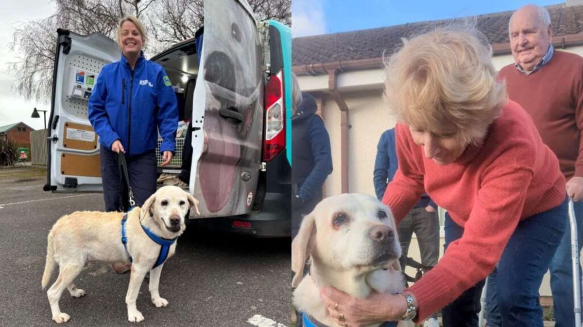 Cadela roubada há 7 anos é resgatada e volta para casa