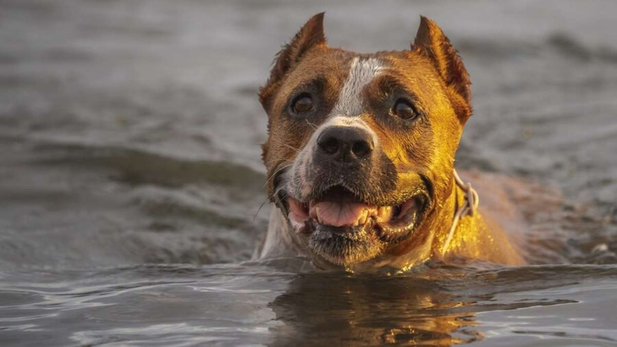 Cuidados essenciais para proteger os pets durante ondas de calor