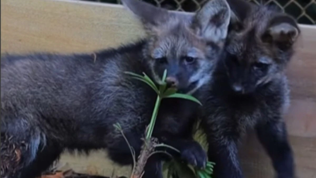 Zoo de SP recebe dois filhotes de lobo-guará e celebra nascimento