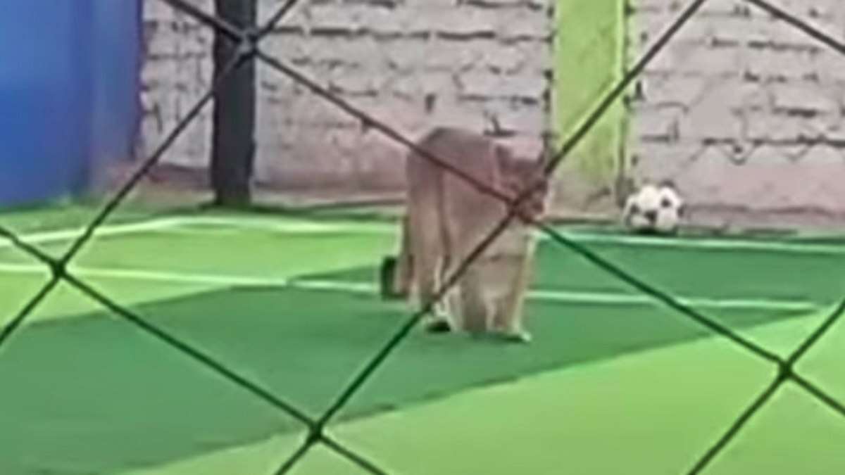 Onça parda invade campo de futebol e assusta jogadores no Peru