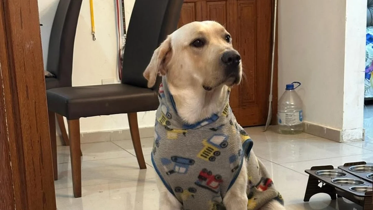 Cão vibra com abertura de programa esportivo e encanta a web