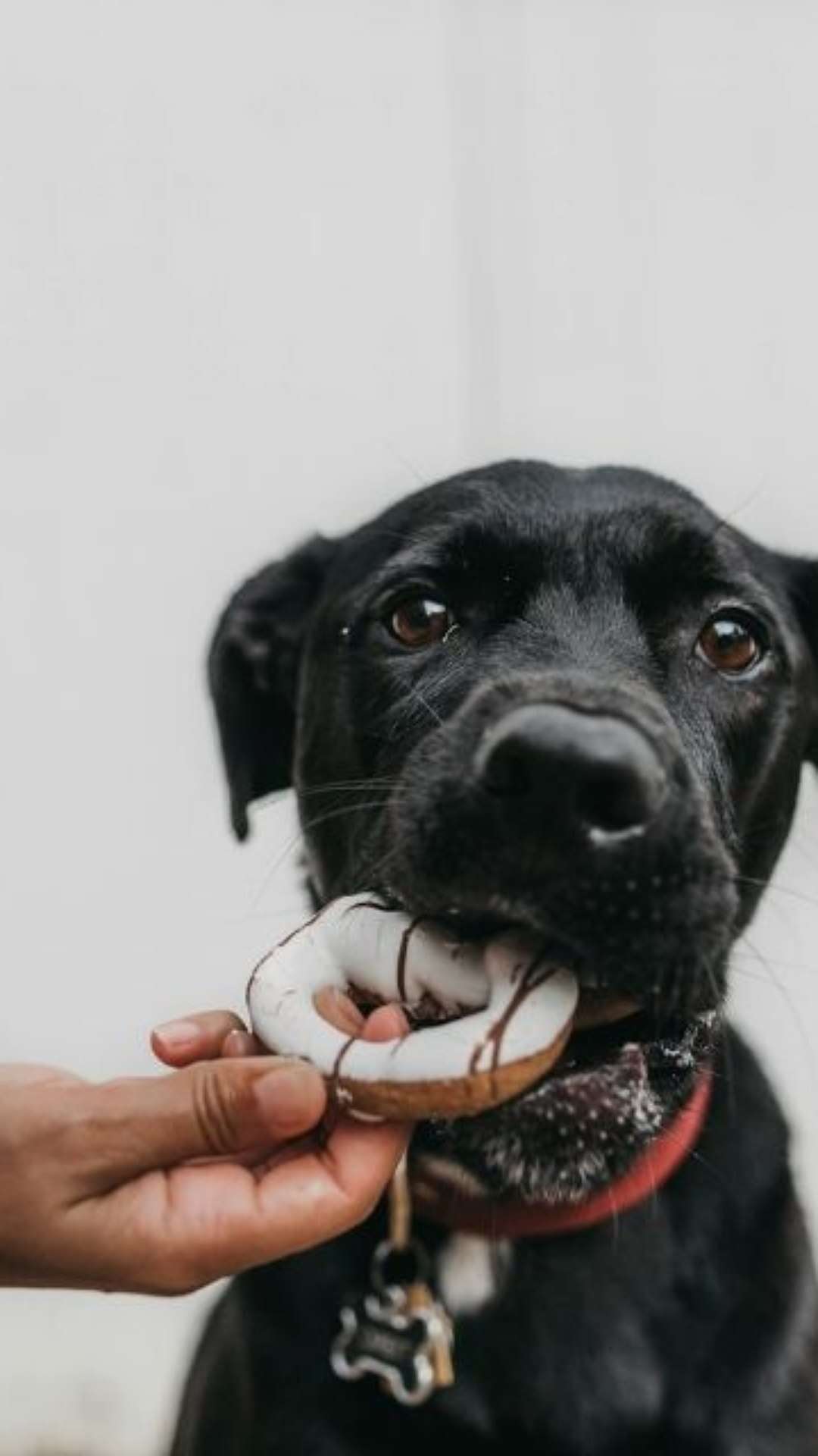 Ceia não é coisa de pet! Veterinária aponta alimentos tóxicos para os bichos