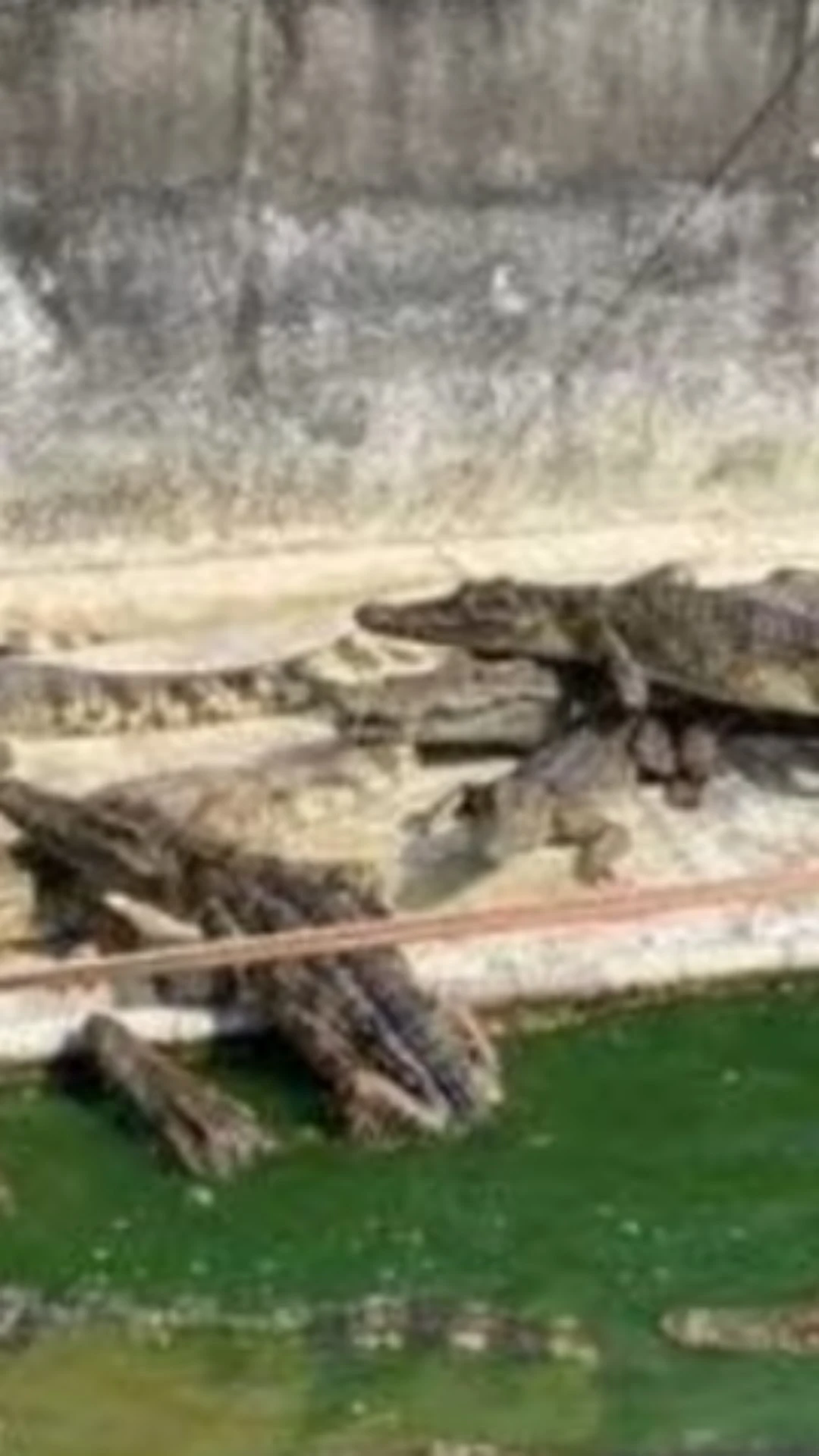 Fatos aterrorizantes sobre crocodilos