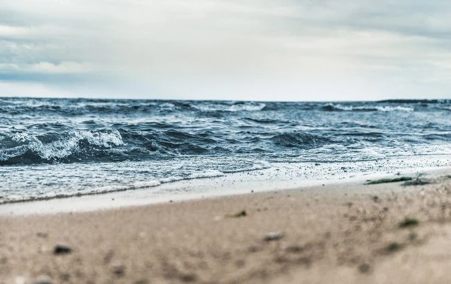 Під Одесою на березі виявили загадкову істоту (фото)