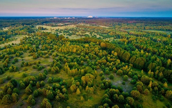 У Чорнобилі дослідники побачили дуже рідкісну комаху: фото нічної красуні