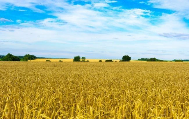 В Україні хочуть змінити порядок приватизації держземель