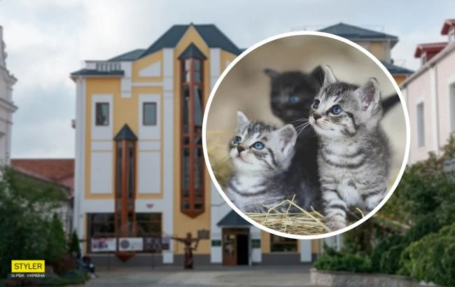 У Вінниці в музеї оселилися кошенята: тварин роздають з 