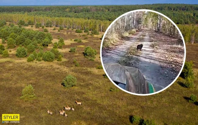 У Чорнобилі показали хороброго звірка, який проганяє з території авто