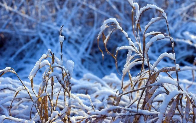 Перший сніг випав у Сумській області: неймовірні фото зимової казки