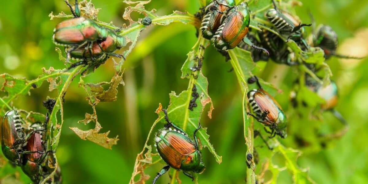 Parte del Nord Italia si è riempita di questi insetti asiaticiIn dieci anni gli scarabei giapponesi si sono diffusi in Lombardia, Piemonte, Emilia-Romagna e Valle d'Aosta, mangiandosi prati e foglie di alberi da frutto