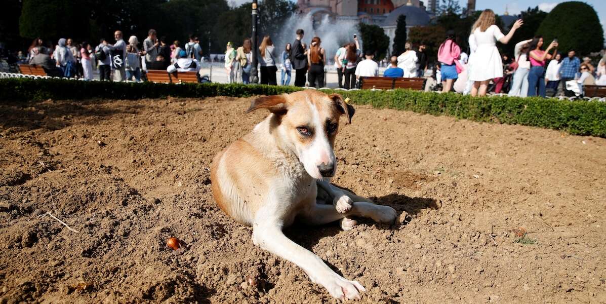 La Turchia sta valutando se sopprimere milioni di cani randagiUn nuovo e controverso piano obbligherebbe le amministrazioni locali ad uccidere quelli che non verranno adottati: al momento se ne sta soltanto discutendo