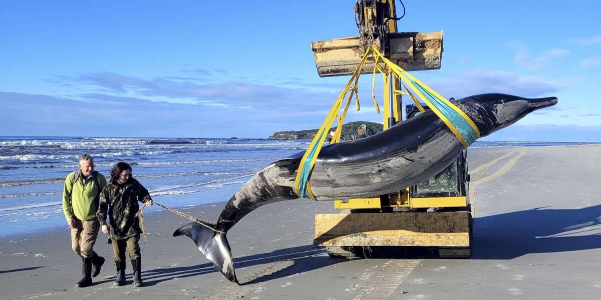 In Nuova Zelanda si è spiaggiato uno dei cetacei più rari al mondoNessuno ha mai visto una balena dai denti a pala viva, ma quella ritrovata nell'Otago è in un buono stato di conservazione