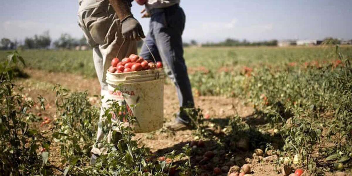 In Veneto due cittadini indiani sono indagati per riduzione in schiavitù di 33 braccianti