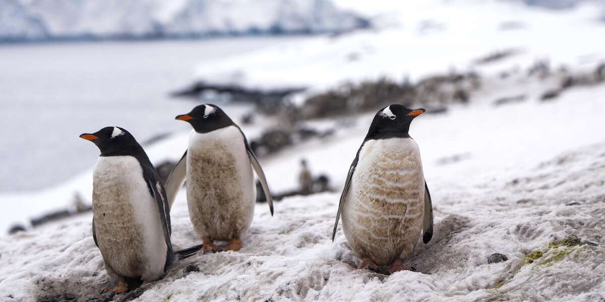 Il buco dell’ozono potrebbe essere ancora un problema per gli animali dell’AntartideContinua a formarsi tutti gli inverni e dal 2020 dura fino a dicembre, quando le specie che vivono sul continente sono più esposte ai dannosi raggi ultravioletti che lascia passare