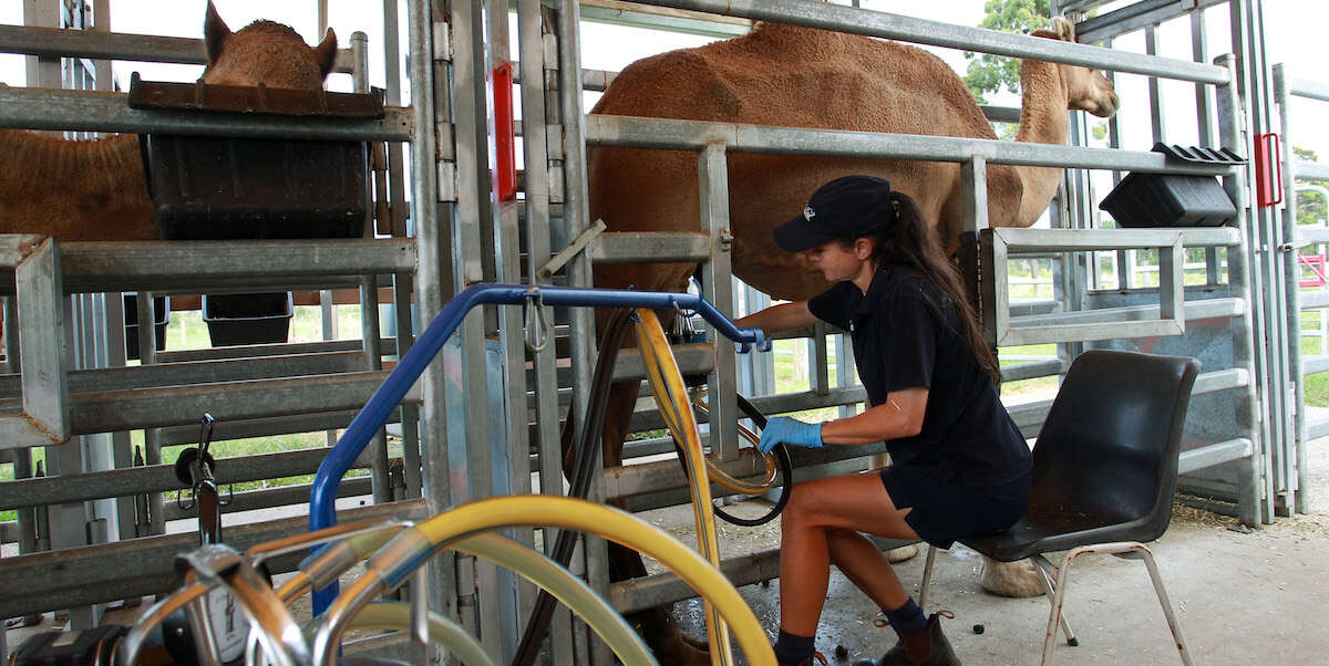 Il latte di cammelle e dromedarie potrebbe tornare utileÈ nutriente e potrebbe essere adatto a un mondo più caldo e arido, motivo per cui stanno aumentando gli allevamenti intensivi, con qualche preoccupazione