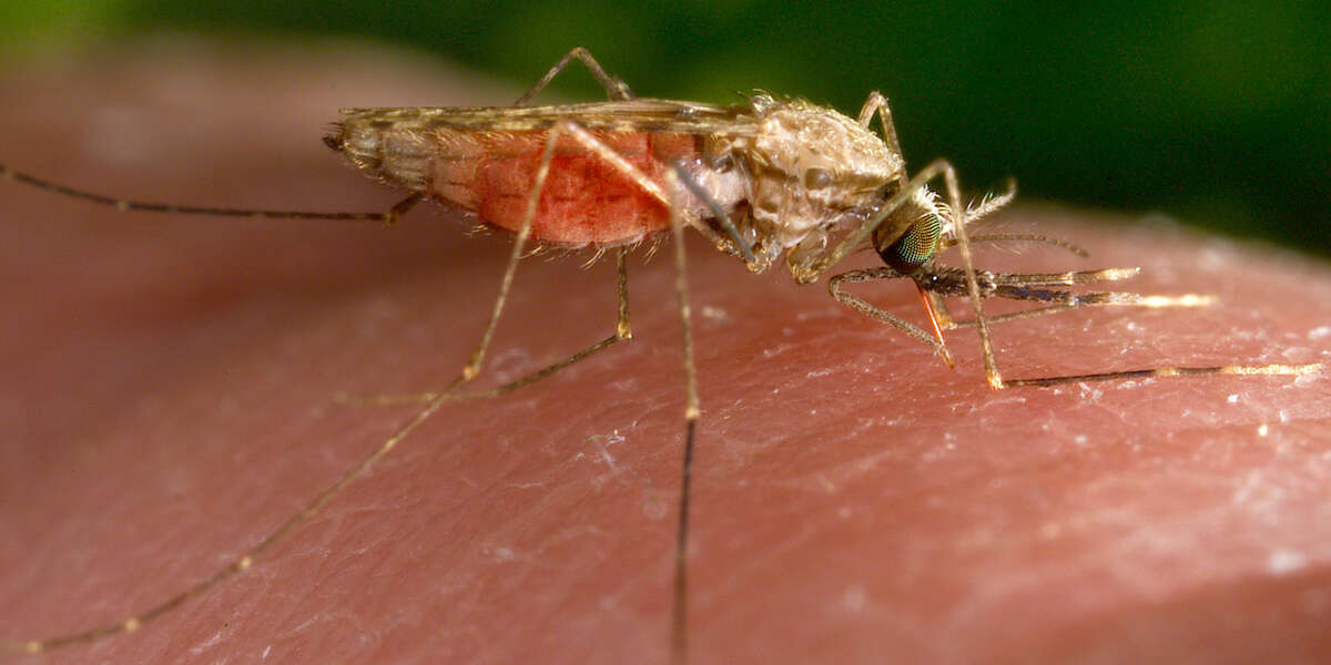 Non bisogna allarmarsi per le zanzare che possono trasmettere la malaria trovate in PugliaIl fatto che ci siano non significa che contengano il parassita che causa la malattia, e non è la prima volta che negli ultimi anni vengono rintracciate nel Sud Italia