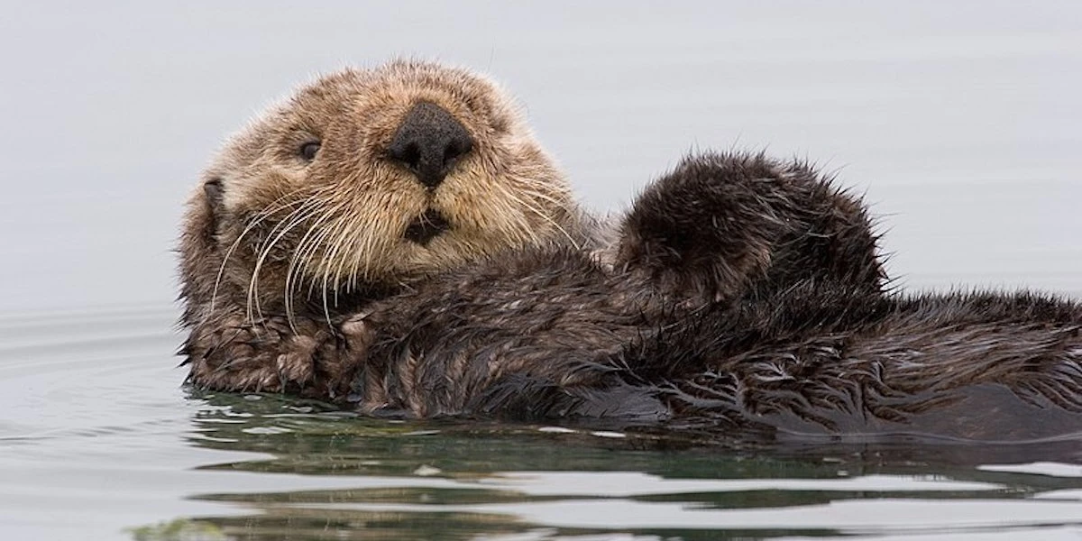 In California c’è una lontra marina che ruba le tavole da surf