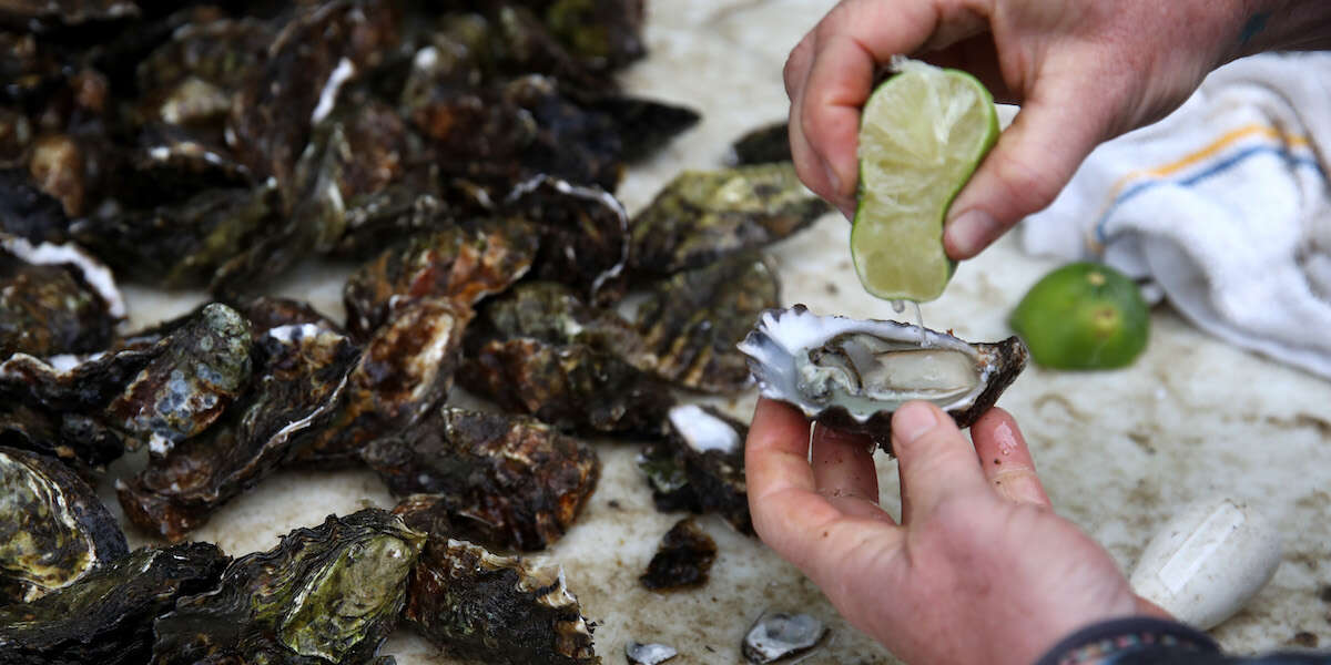 Forse torneremo a mangiare le ostriche solo nei mesi “con la R”Negli ultimi decenni le cosiddette “quattro stagioni” hanno ampliato il mercato dei molluschi, ma si sta scoprendo che sono più vulnerabili alle ondate di calore favorite dal cambiamento climatico