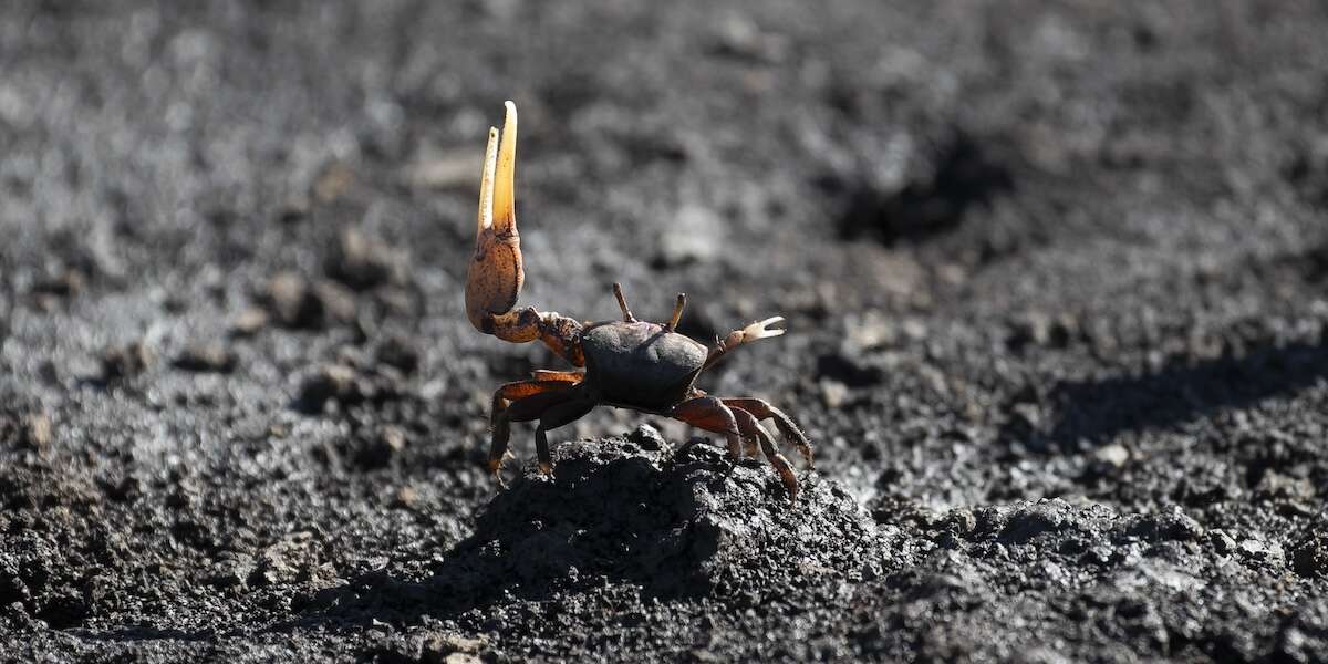 Weekly BeastsCavalli selvatici, una chinkara sotto la coda di un pavone, un capriolo tra i papaveri e pecore al pascolo a Mont Saint-Michel