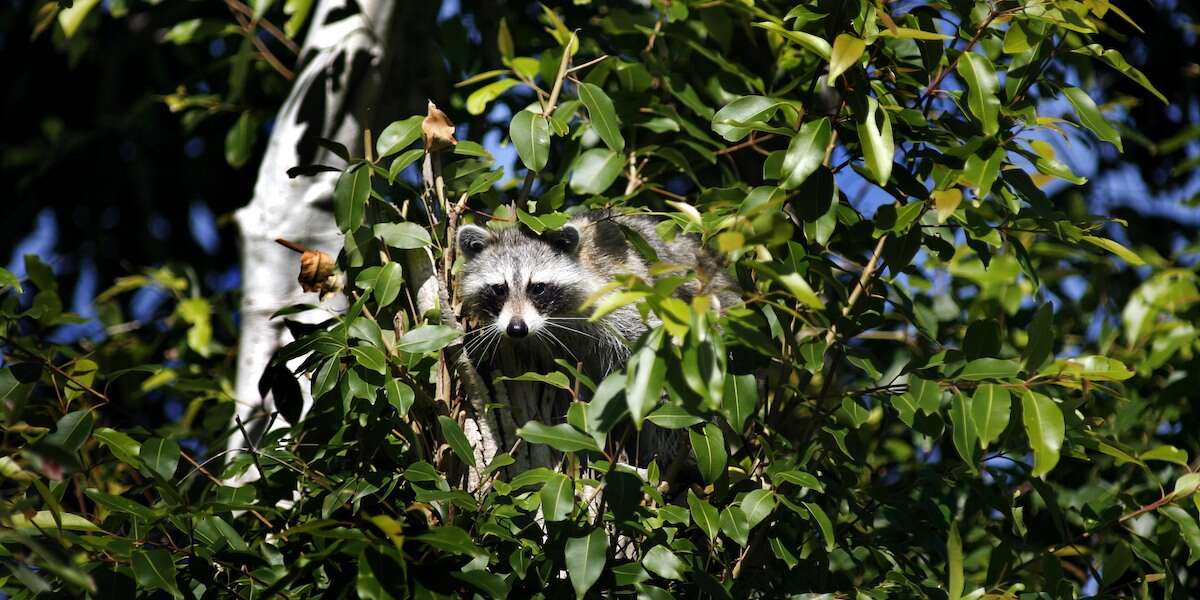 Tokyo ha un problema di procioniDa più di dieci anni ha un piano per sbarazzarsi di questi dannosi animali invasivi, ma i dati sulle catture suggeriscono che ce ne siano ancora molti in circolazione