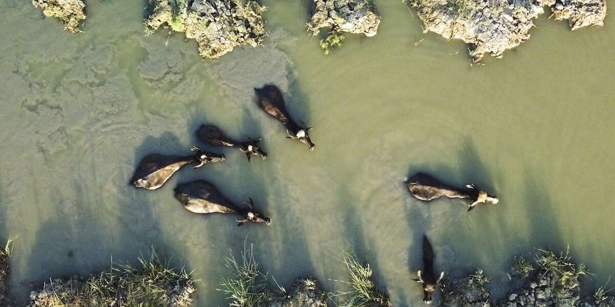 Weekly BeastsBalene e surfisti olimpici, una minuscola salamandra e un gorilla al suo 50esimo compleanno, tra gli animali fotografati questa settimana