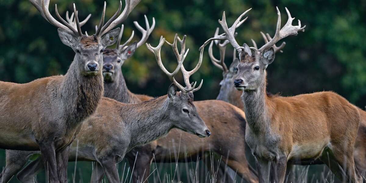 In Abruzzo si litiga sulla caccia ai cerviLa Regione aveva autorizzato l'abbattimento di 469 esemplari, considerati una specie invasiva: il Consiglio di Stato ha sospeso la delibera regionale, dopo il ricorso di alcune associazioni ambientaliste